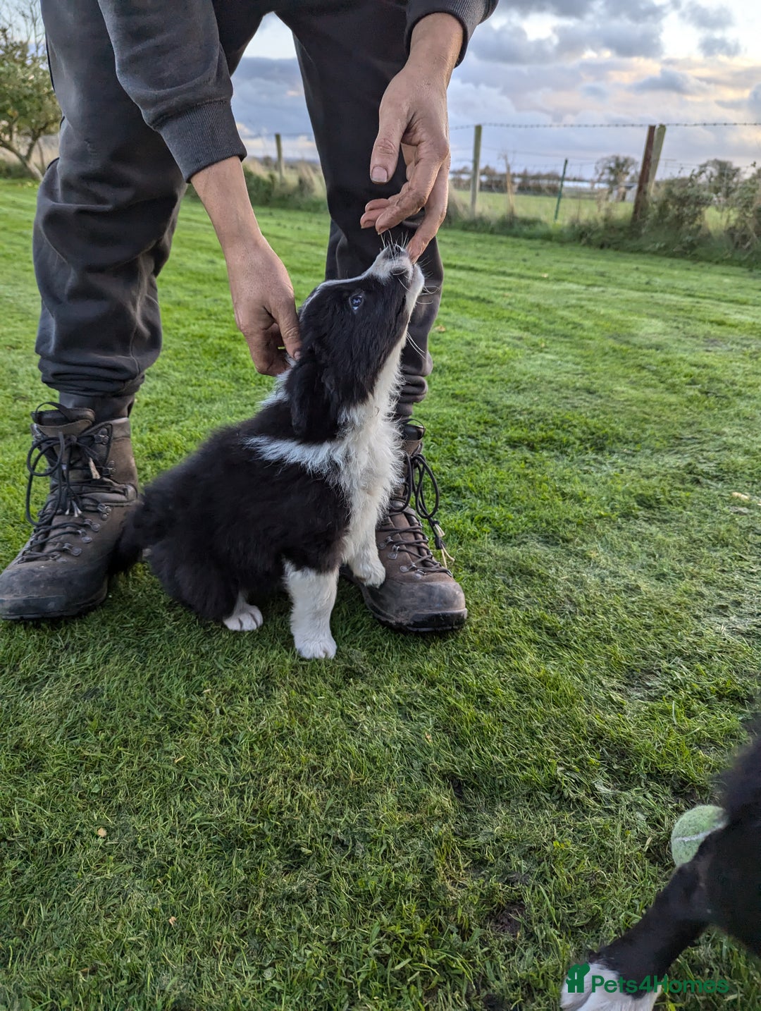 Border Collie dogs for sale: 5 Beautiful Working Border Collie Pups - Image 13