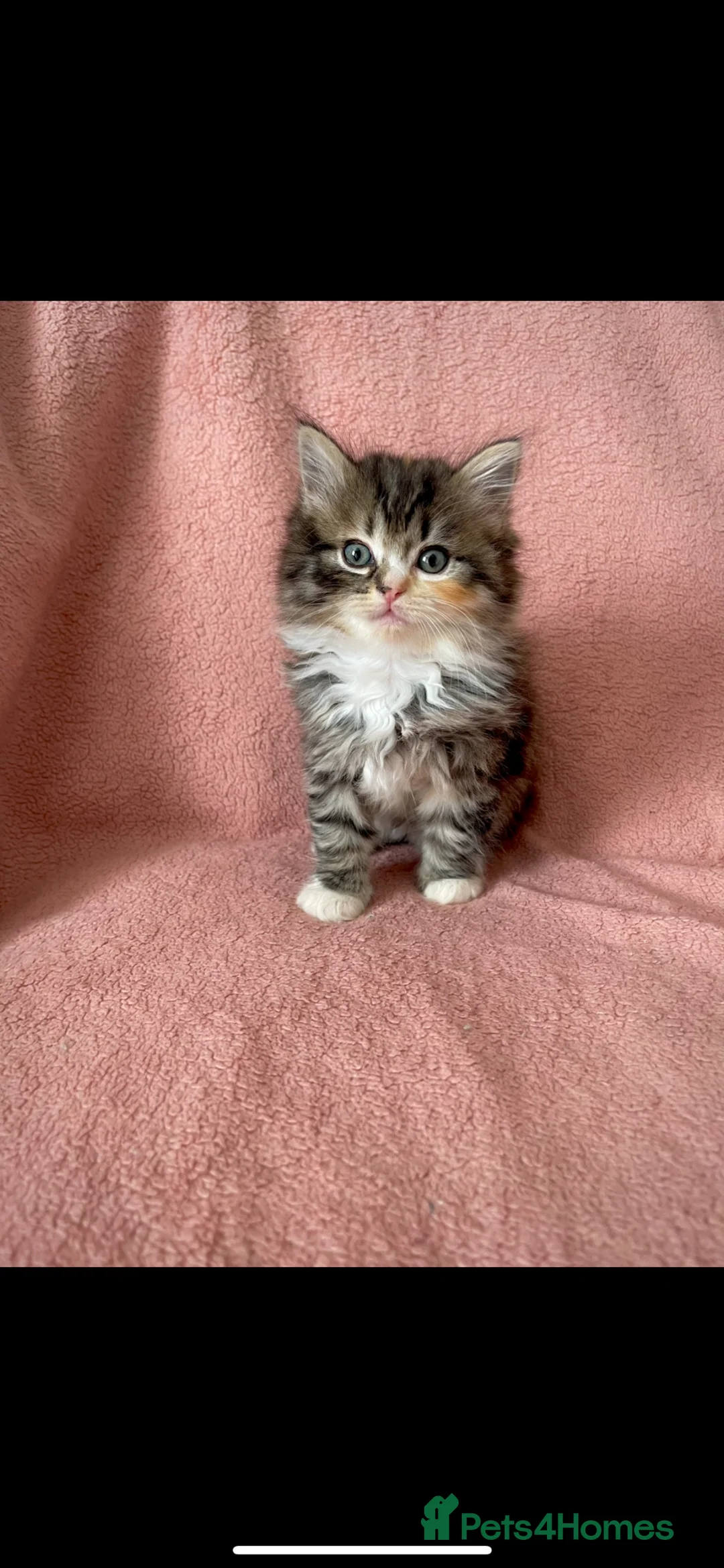 Ragdoll cats for sale: Beautiful Scottish fold mix Ragdoll Kittens - Advert 2