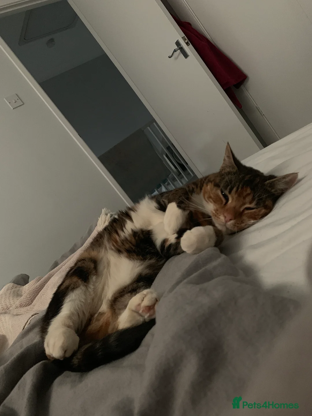 Mixed Breed cats for sale: Loving Home Wanted for 13 Year Old Cat - Advert 2