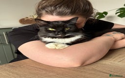 Mixed Breed cats for sale: Beautiful long haired brown & white female cat - Advert 2