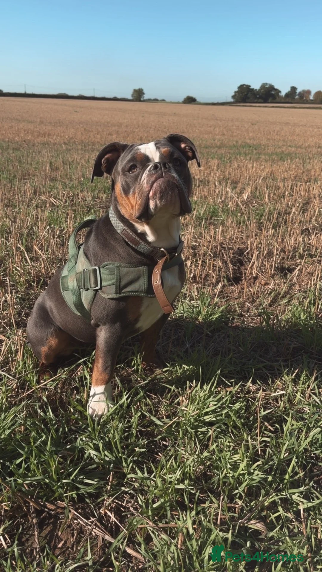 Olde English Bulldogge dogs for sale: 12 month old olde English bulldoggue  - Advert 6