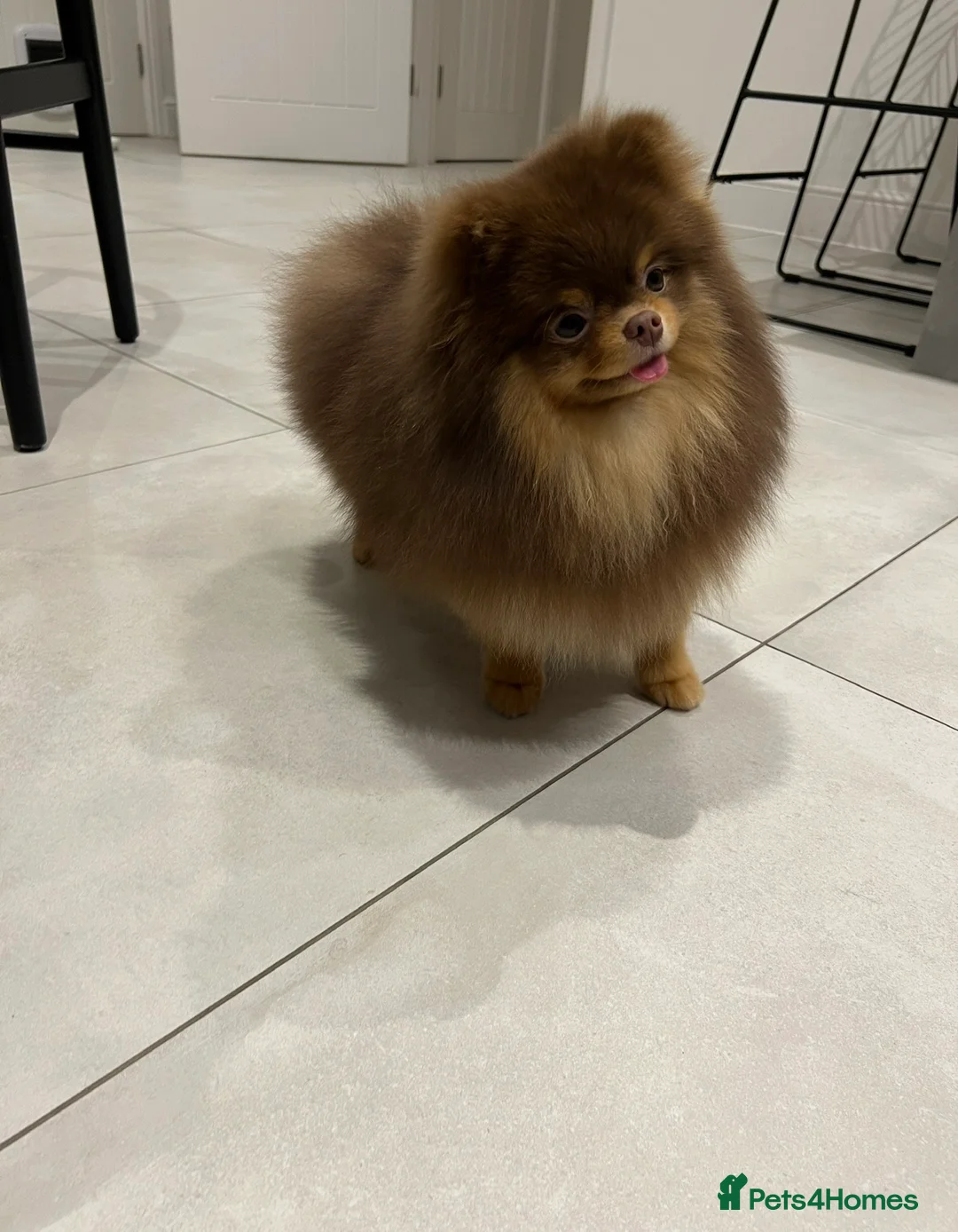 Pomeranian dogs for sale: Chocolate and tan Pomeranian  - Advert 1