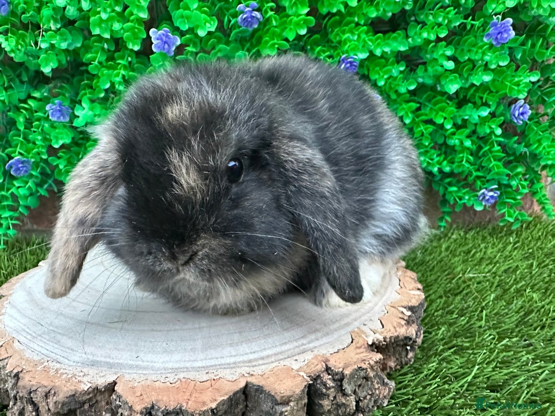 Mini Lop rabbits for sale: Stunning mini lop bunnies ready to reserve  - Advert 18