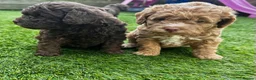 Labradoodle dogs for sale: 🐣Outstanding Mini F1B Labradoodles 🐣 - Advert 4