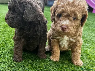 Labradoodle dogs 🐣Outstanding Mini F1B Labradoodles 🐣 - Advert 5