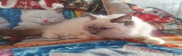 Ragdoll cats for sale: Mink & traditional Ragdolls - Advert 16