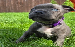Staffordshire Bull Terrier dogs for sale: Reduced, remaining 2 KC Blue SBT - Image 9