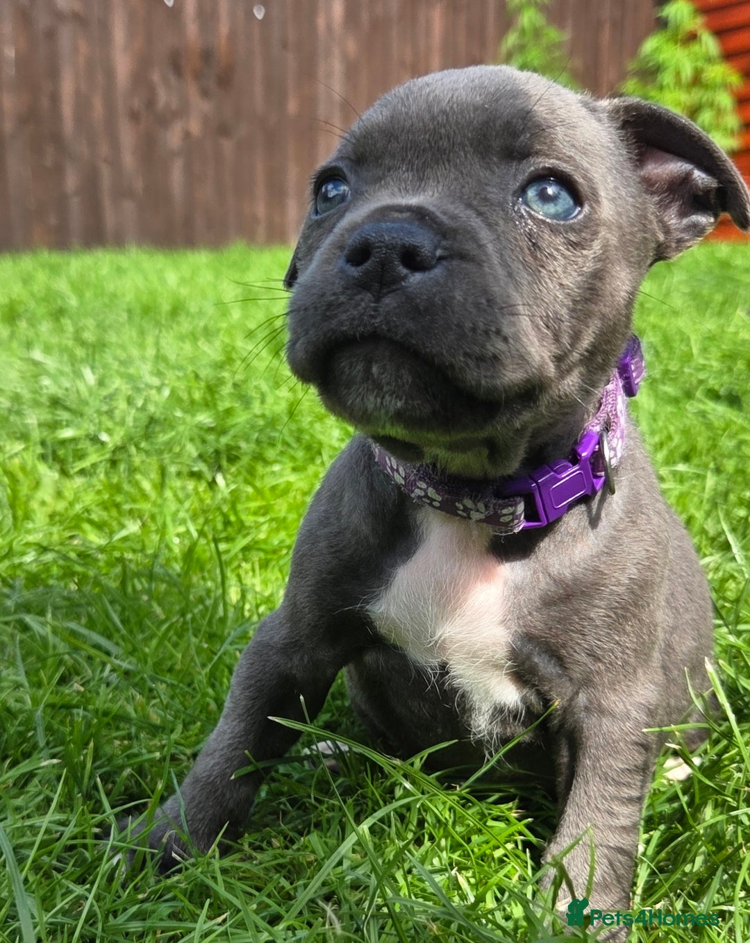 Staffordshire Bull Terrier dogs for sale: Reduced, remaining 2 KC Blue SBT - Image 9