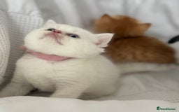 British Shorthair cats for sale: Stunning silver tipped GCCF kitten - Image 3