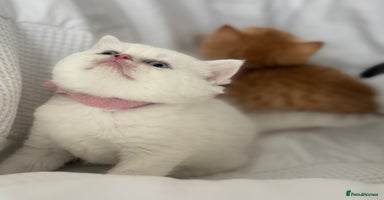British Shorthair cats - Advert 9