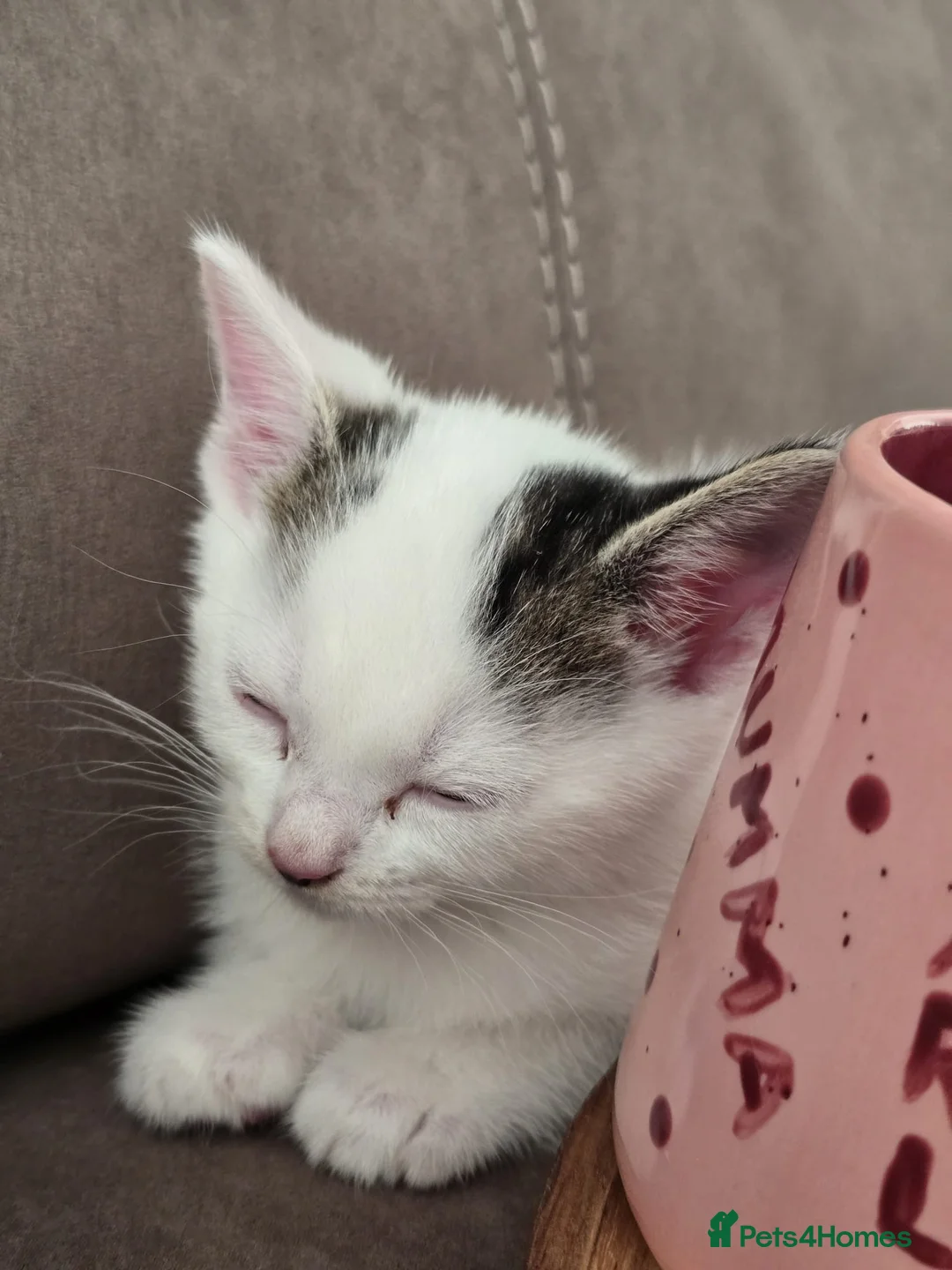 Mixed Breed cats for sale: 2 kittens left ready to leave  - Advert 4