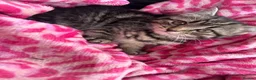 Mixed Breed cats for sale: Kitten - Advert 3