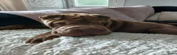 Mixed Breed dogs for sale: Sharpei puppies in Glasgow - Advert 27