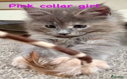 Maine Coon cats for sale: Beautiful Maine coon kittens for sale - Image 4