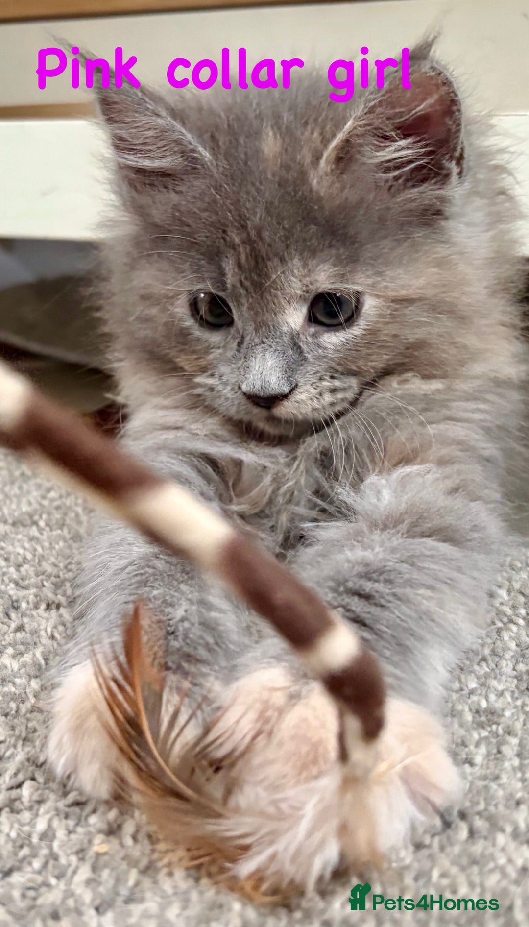 Maine Coon cats for sale: Beautiful Maine coon kittens for sale - Image 4