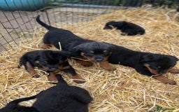 Rottweiler dogs for sale: LAST PUPS REMAINING. READY TO LEAVE  - Image 11