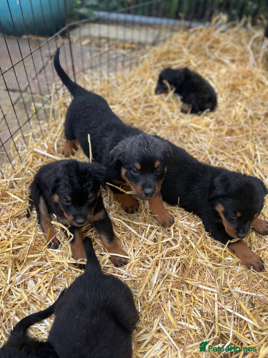 Rottweiler dogs for sale: LAST PUPS REMAINING. READY TO LEAVE  - Image 11