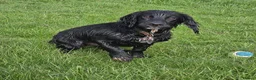 Cocker Spaniel dogs for stud: Cocker spaniel English - Advert 11