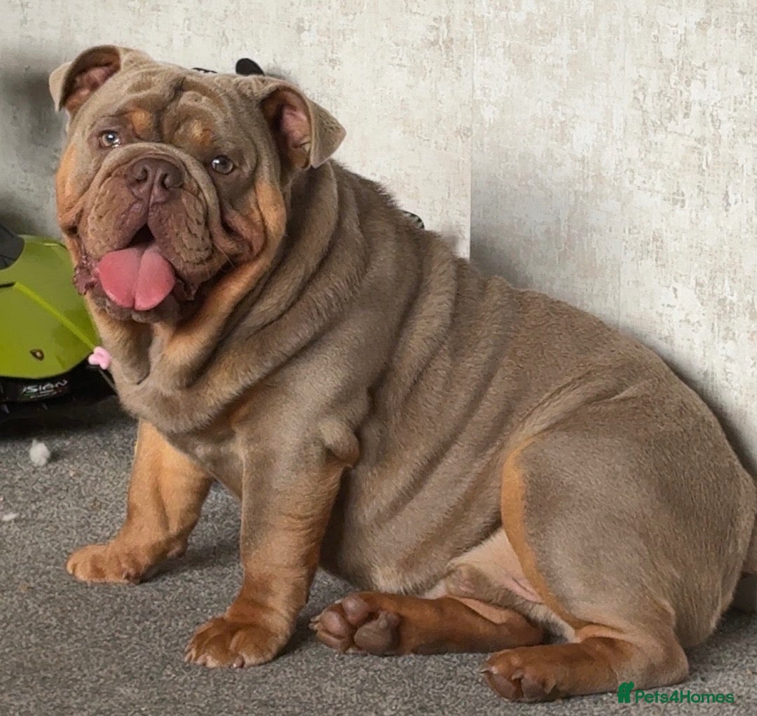 English Bulldog dogs English bulldog  - Advert 1