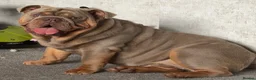 English Bulldog dogs for sale: English bulldog  - Advert 1