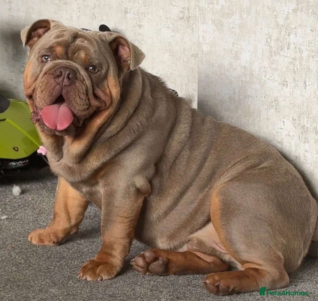 English Bulldog dogs for sale: English bulldog  - Advert 1