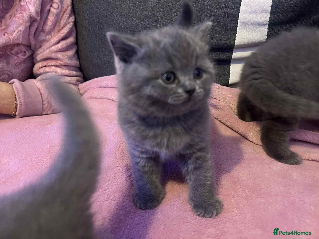 British Shorthair cats for sale: 3 Adorable BRITISH SHORTHAIR!!!!  - Advert 18