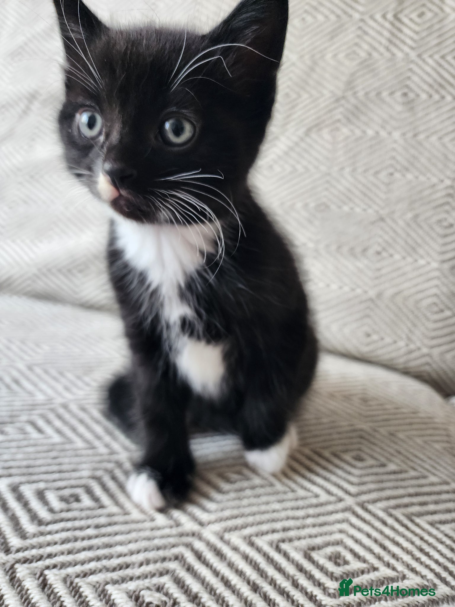 Mixed Breed cats Come for your best friend! - Advert 2