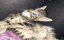 Domestic Shorthair cats for sale: Male kitten 8 weeks old  - Image 2