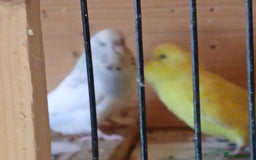 Budgerigars birds for sale: Beautiful baby budgies ready for rehoming - Image 14