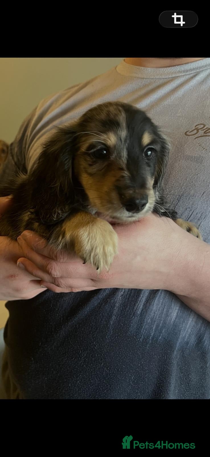 Miniature Dachshund dogs ready now kc reg LH mini datS puppies - Advert 6