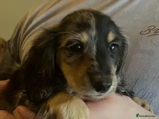 Miniature Dachshund dogs ready now kc reg LH mini datS puppies - Advert 6