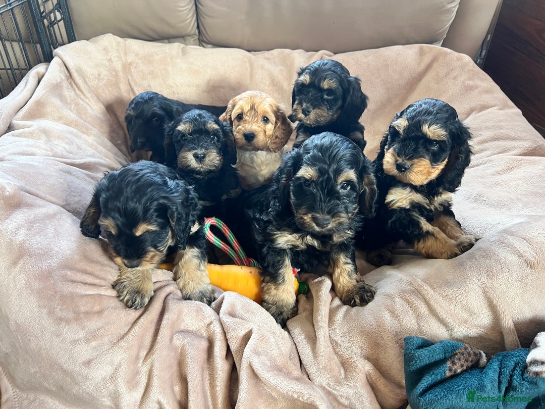 Cockapoo dogs for sale: F1 Cockapoo puppies  - Image 1