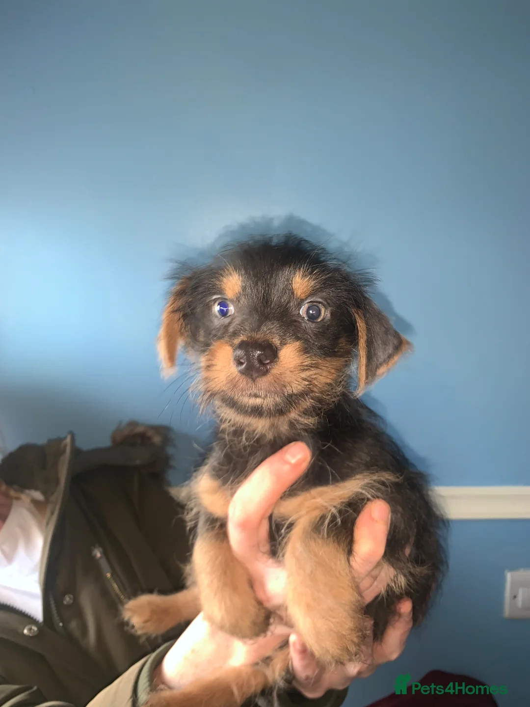 Chorkie dogs for sale: 1 lovely boy looking for forever home - Advert 1