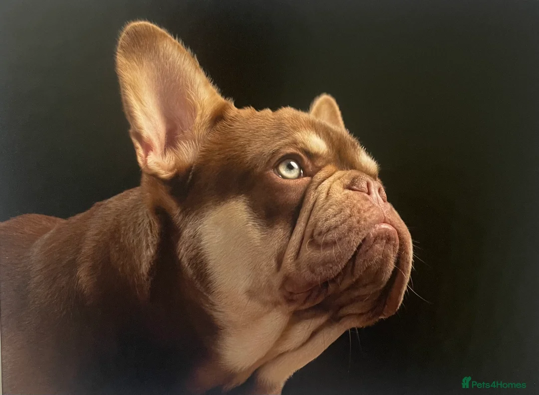 French Bulldog dogs for stud: new shade chocolate and tan carrying fluffy stud in Rochdale - Advert 2
