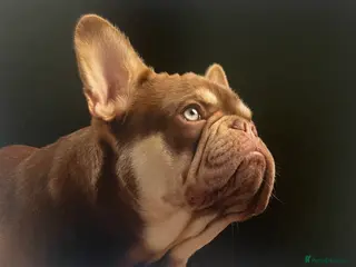 French Bulldog dogs new shade chocolate and tan carrying fluffy stud - Advert 15