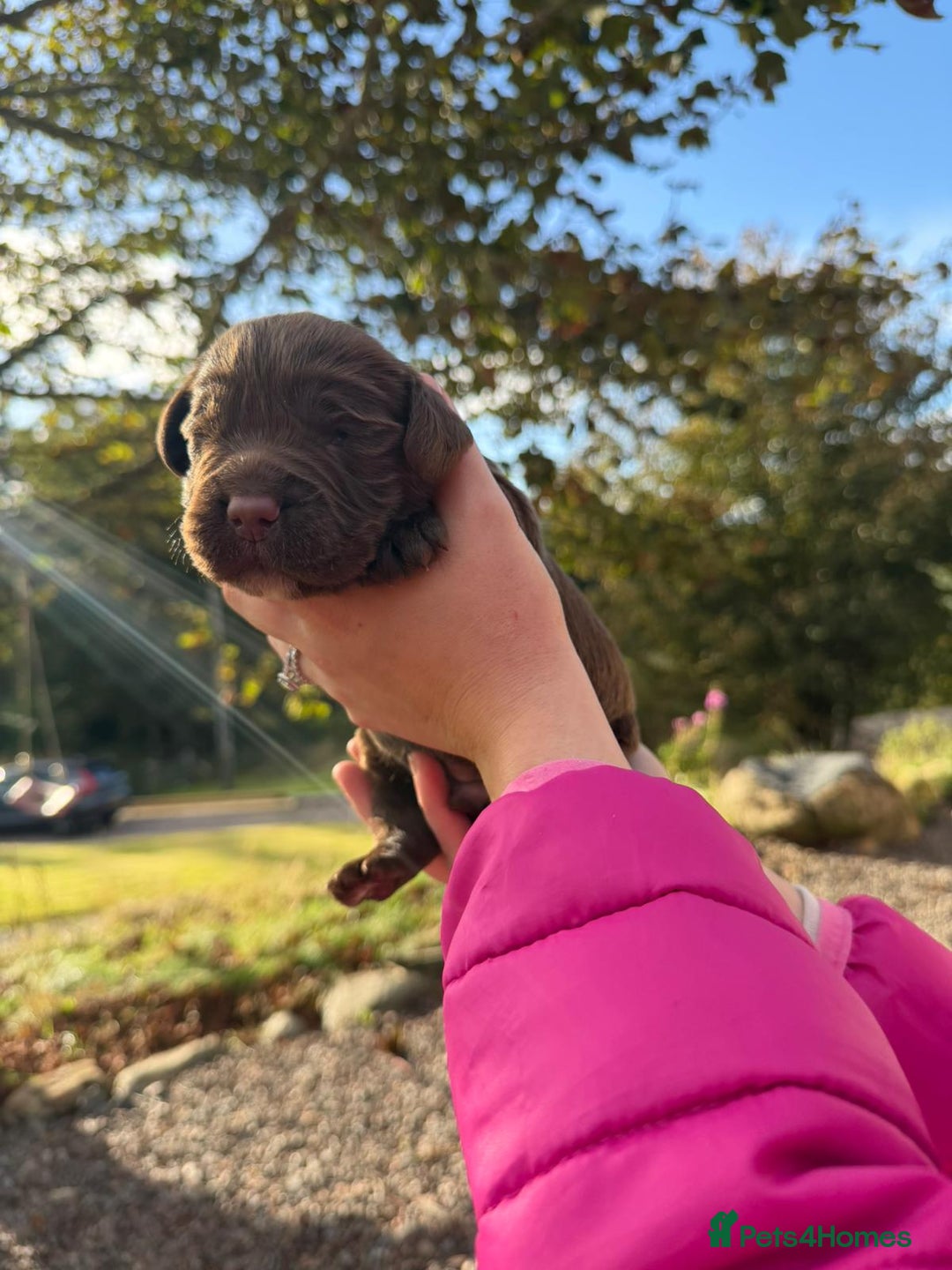 Sprocker dogs for sale: Sprocker pups - Image 2
