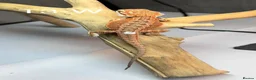 Bearded Dragon reptiles for sale: Baby Bearded Dragons available  - Advert 16