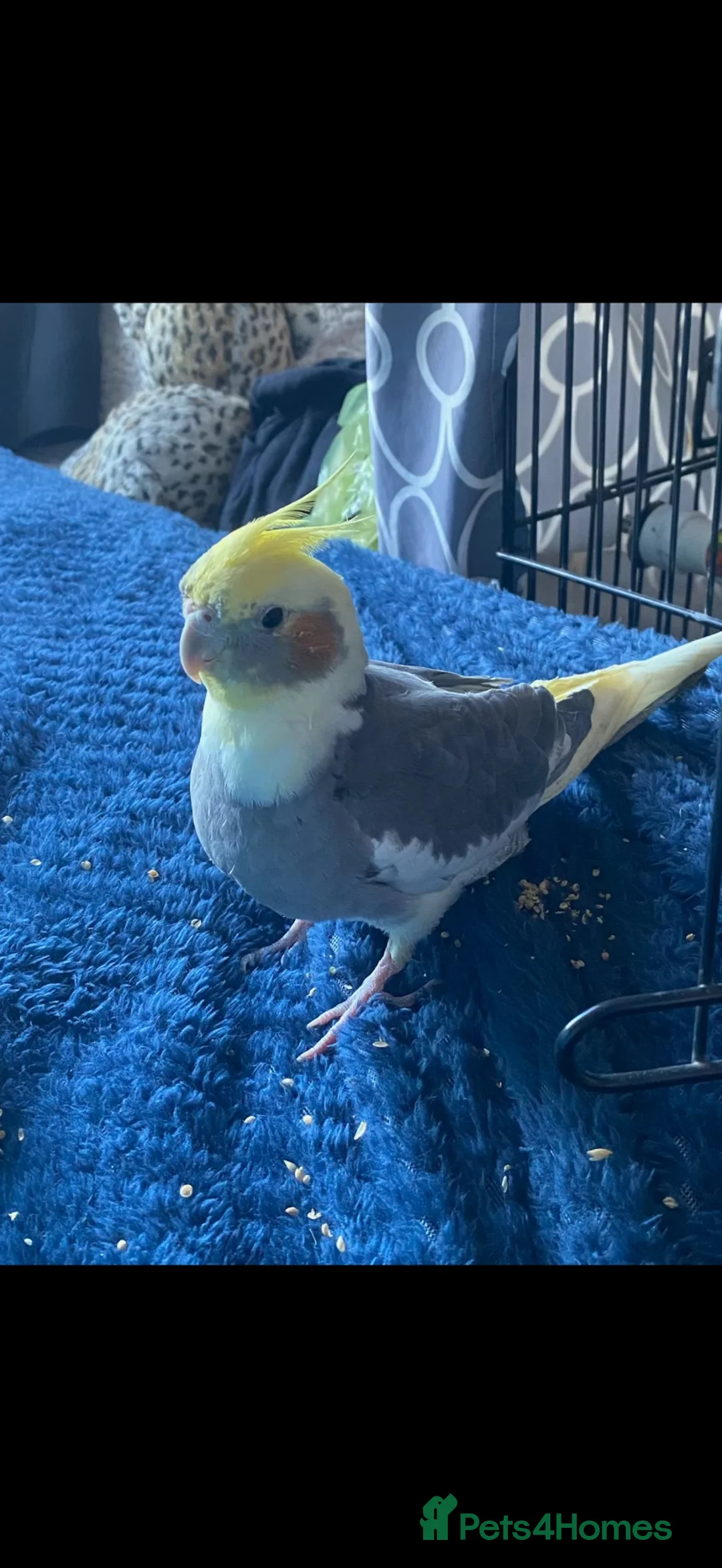 Cockatiels birds for sale: Zelda  in Blackpool - Advert 3