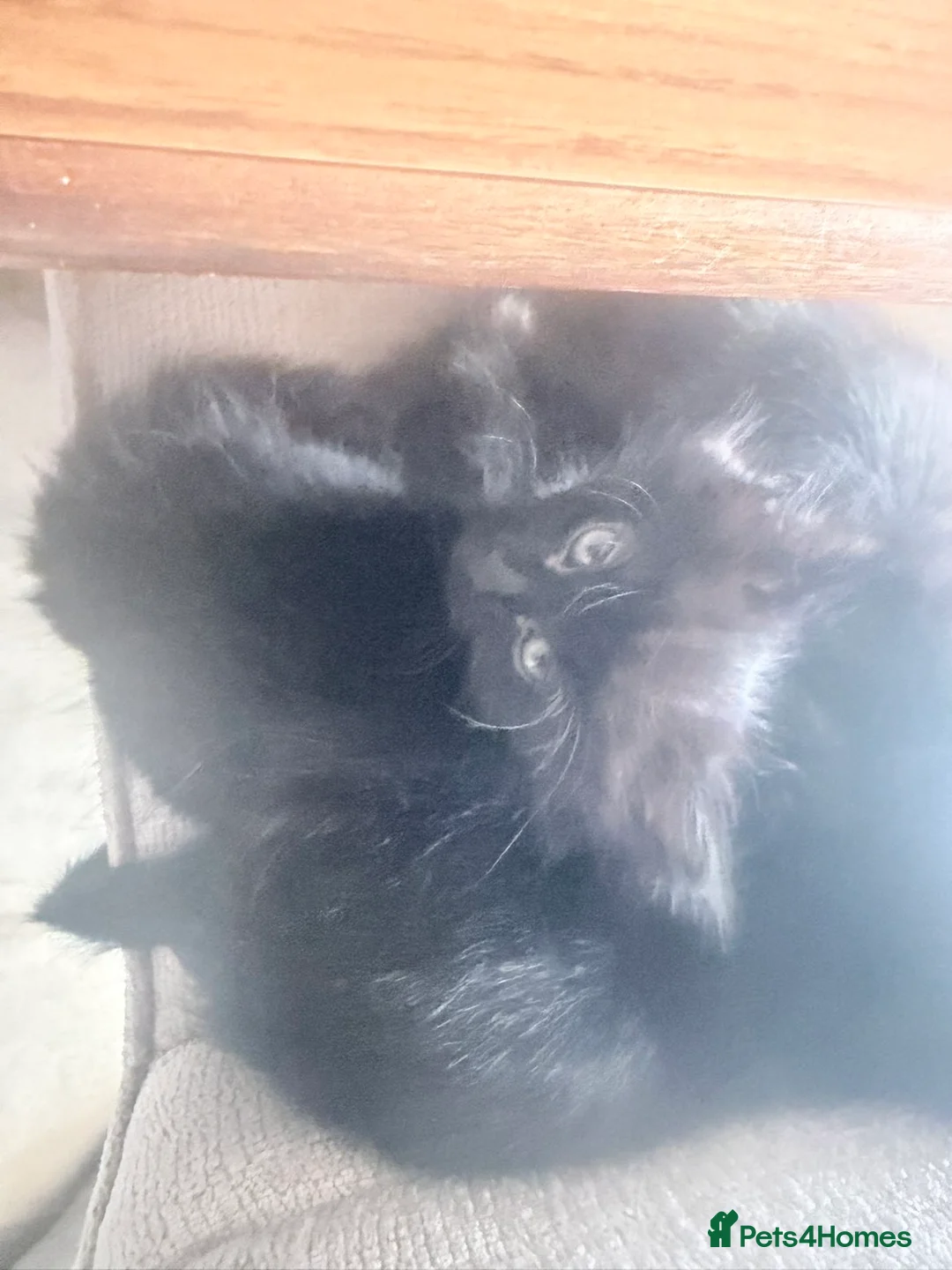 Mixed Breed cats for sale: Kittens ready for their forever home in Eastbourne - Advert 10