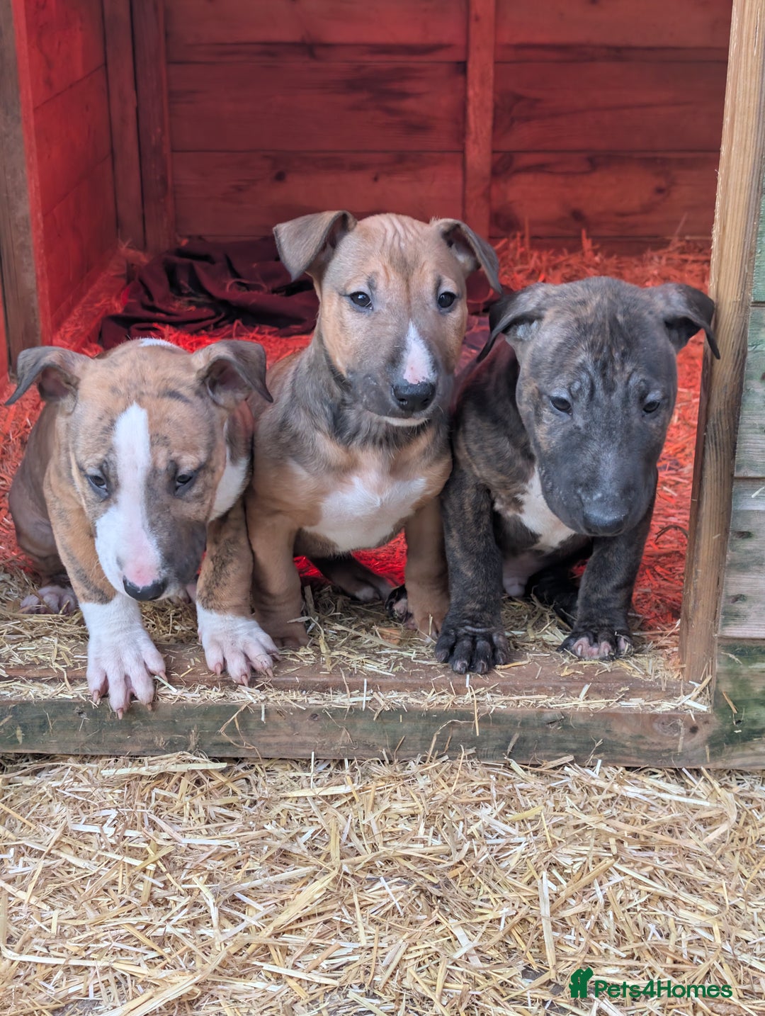 English Bull Terrier dogs for sale: Working line English bull terriers  - Advert 11
