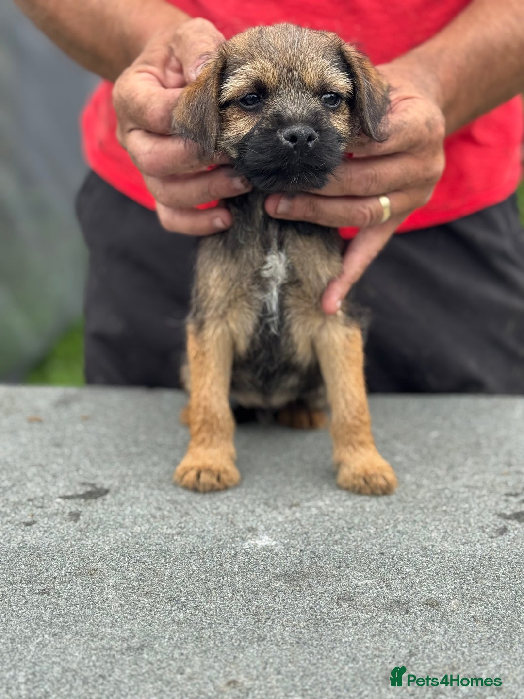 Border Terrier dogs for sale: TOP QUALITY BORDER TERRIER PUPPIES  - Image 5