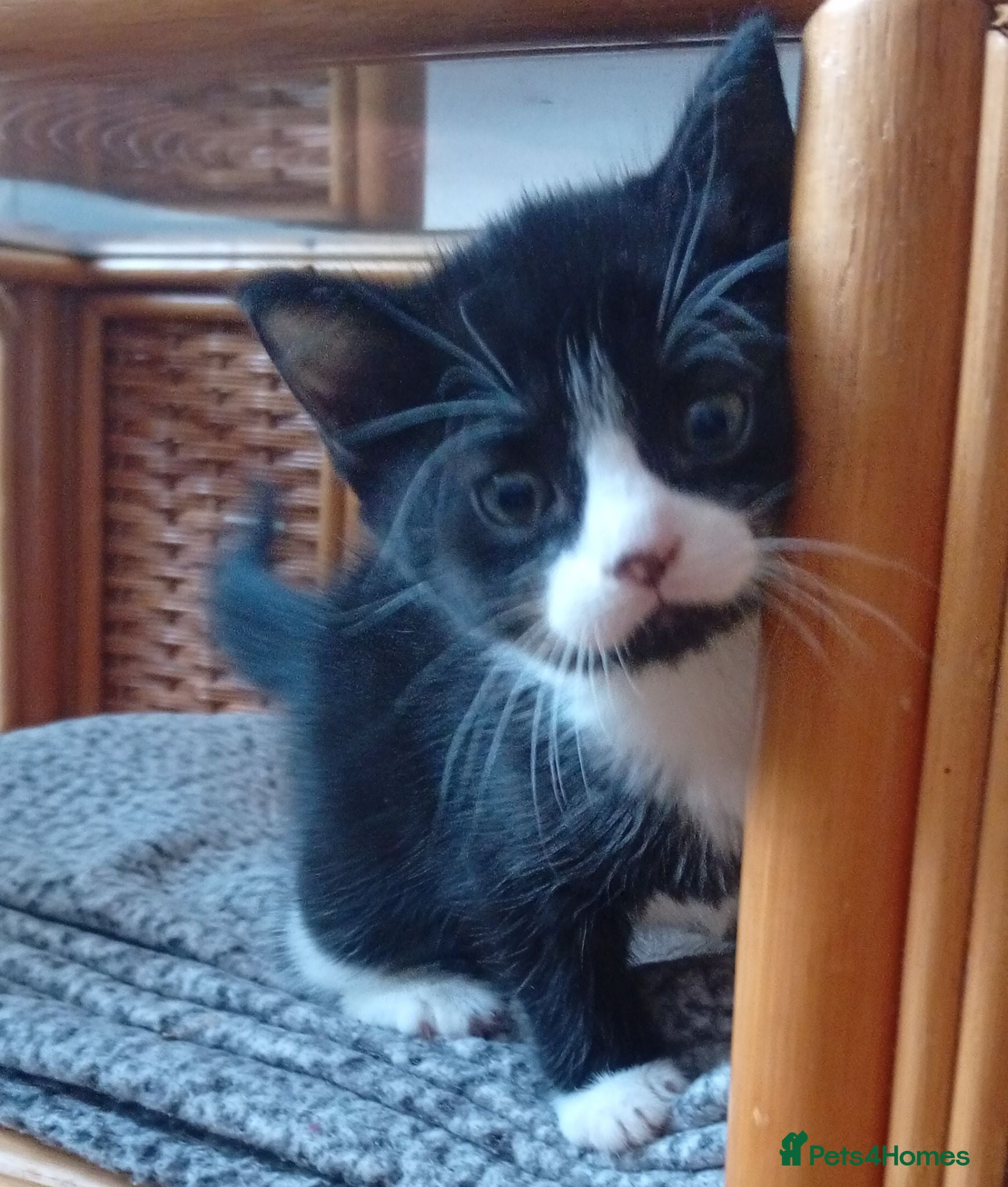 Mixed Breed cats Male kitten for sale 🩵🩵 - Advert 1