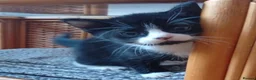Mixed Breed cats for sale: Male kitten for sale 🩵🩵 - Advert 1