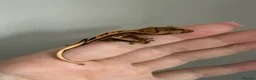 Gecko reptiles for sale: Crested gecko for sale  - Advert 3