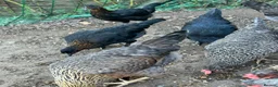 Chickens poultry for sale: Coloured laying POL hens - Advert 3