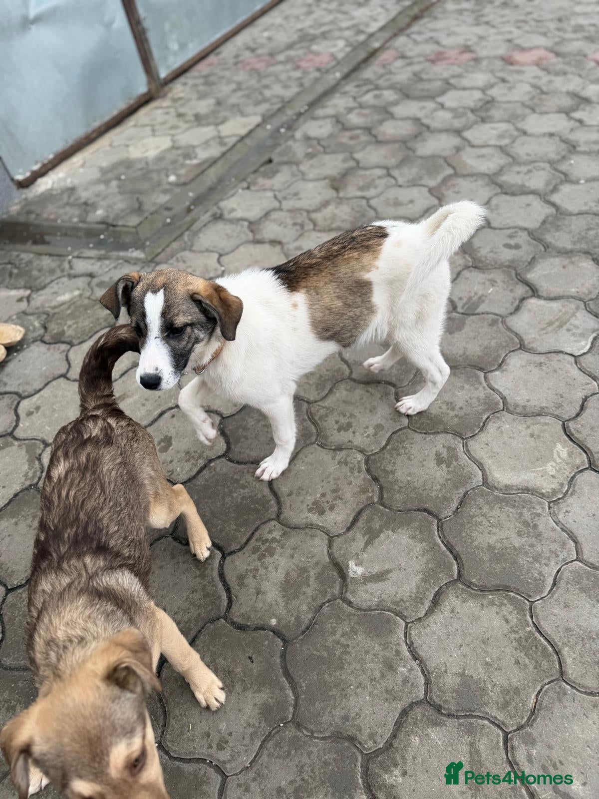 Mixed Breed dogs 🐾 SILVA – The Little Survivor of the Woods 🌿🤍 - Advert 2