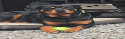 Rottweiler dogs for sale: Rottweiler Puppies For Sale - Advert 13