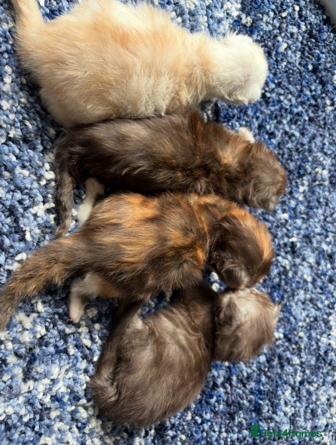 Maine Coon cats for sale: Beautiful playful 4 mainecoons kittens  - Image 11