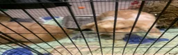Mini Lop rabbits for sale: Miss Stacey Shaw in Ellesmere Port - Advert 4