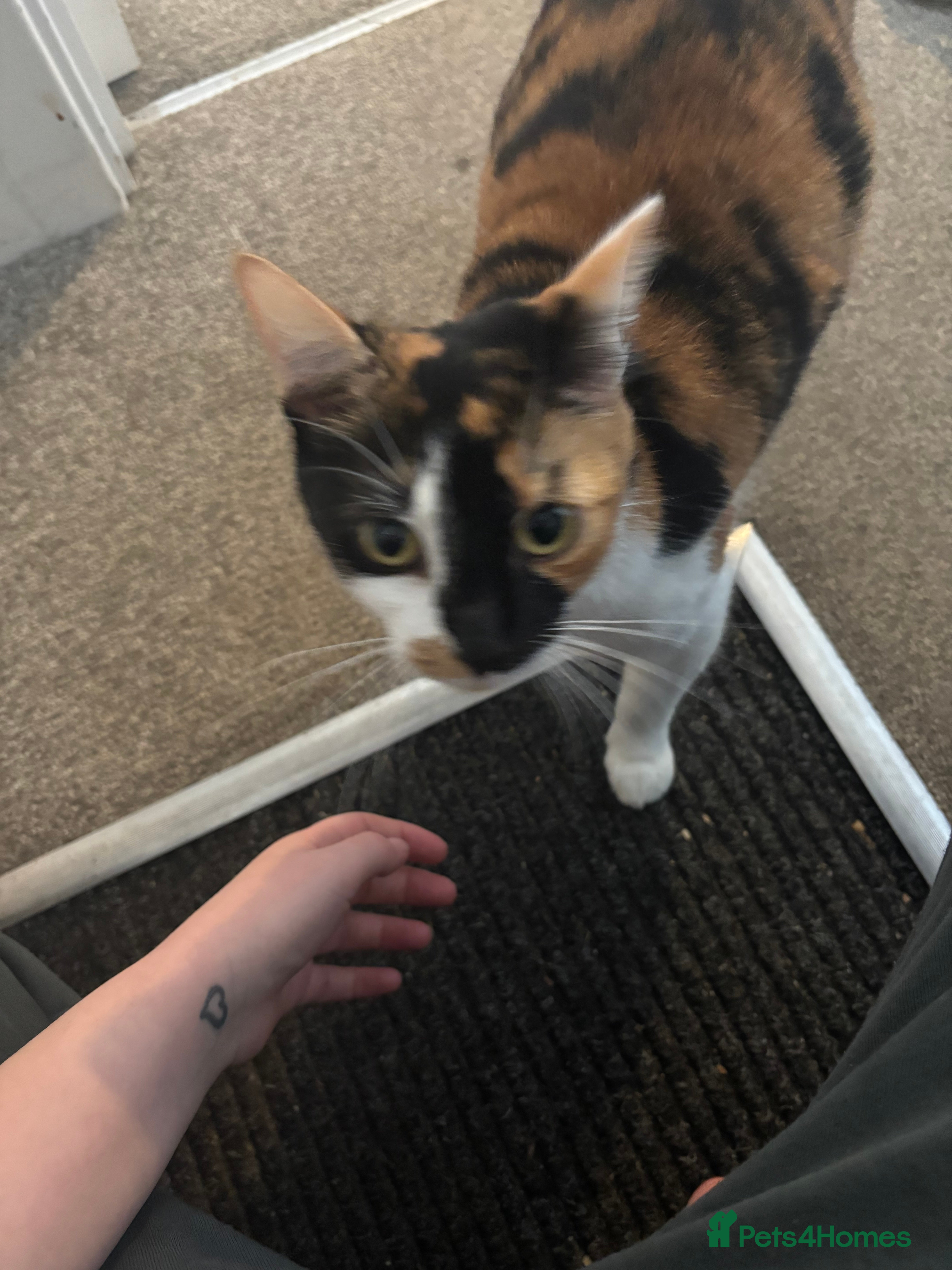 Mixed Breed cats Kittens for sale  - Advert 10